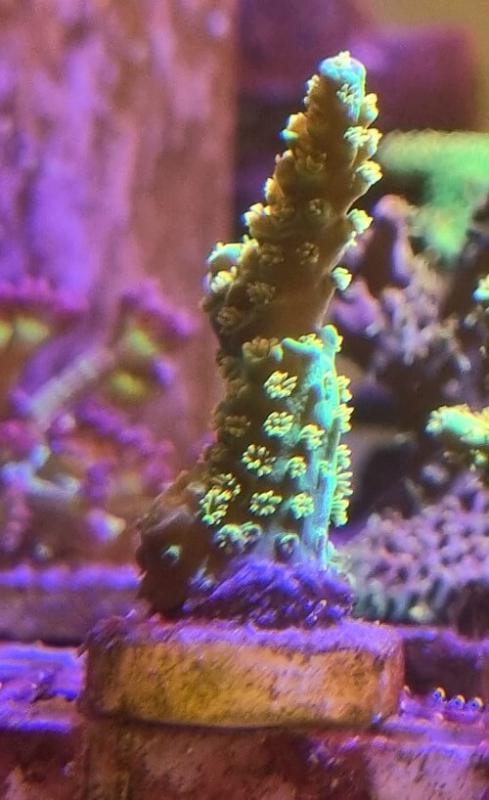Acropora bigR Walt Disney Original